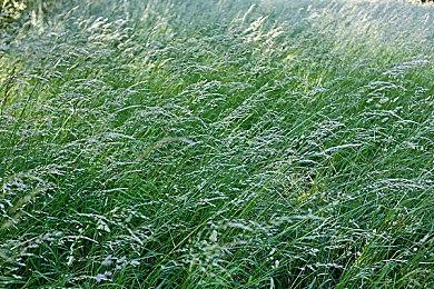 Capcom收购中国台湾动画公司 仅仅花了2.7万美元